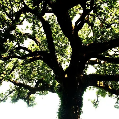 La Quercia Di Aorivola Caianello Vecchio